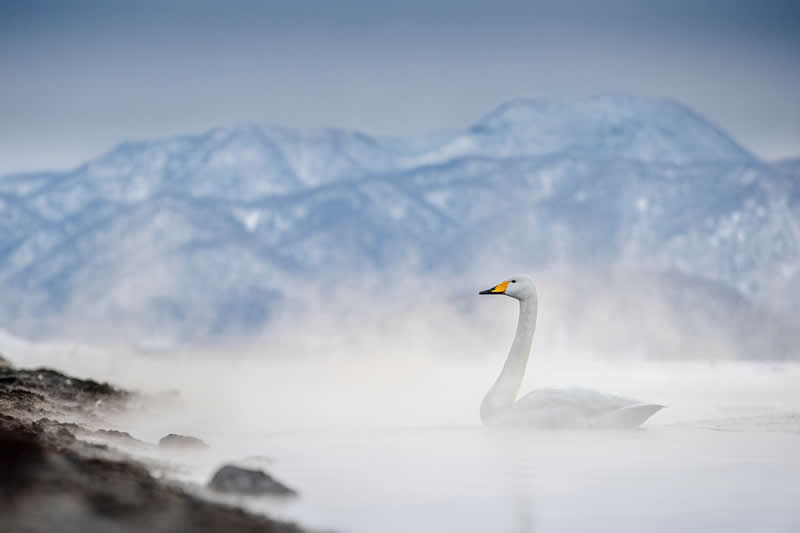 Solitude by Sean Weekly, United Kingdom - Bird Photographer of the Year Winners