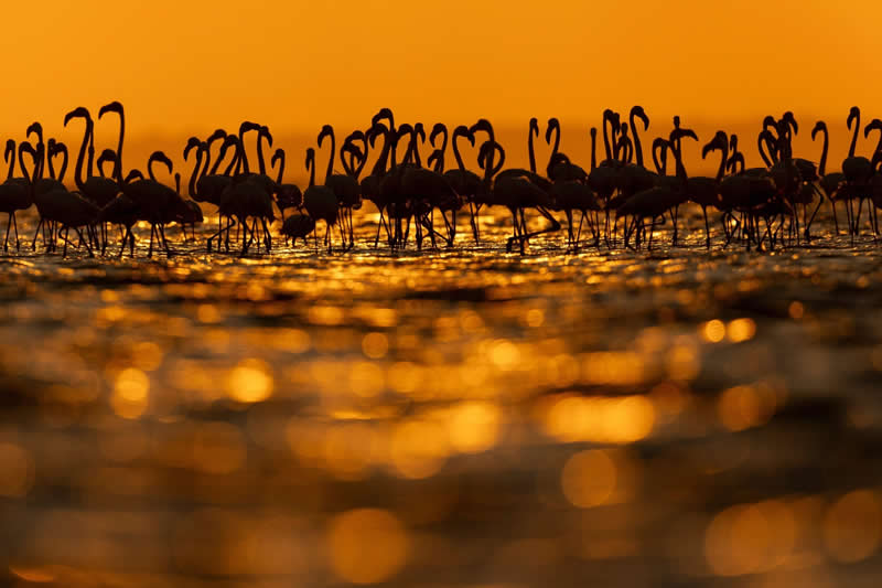Flamingo Reflections by Conrad Dickinson, United Kingdom - Bird Photographer of the Year Winners