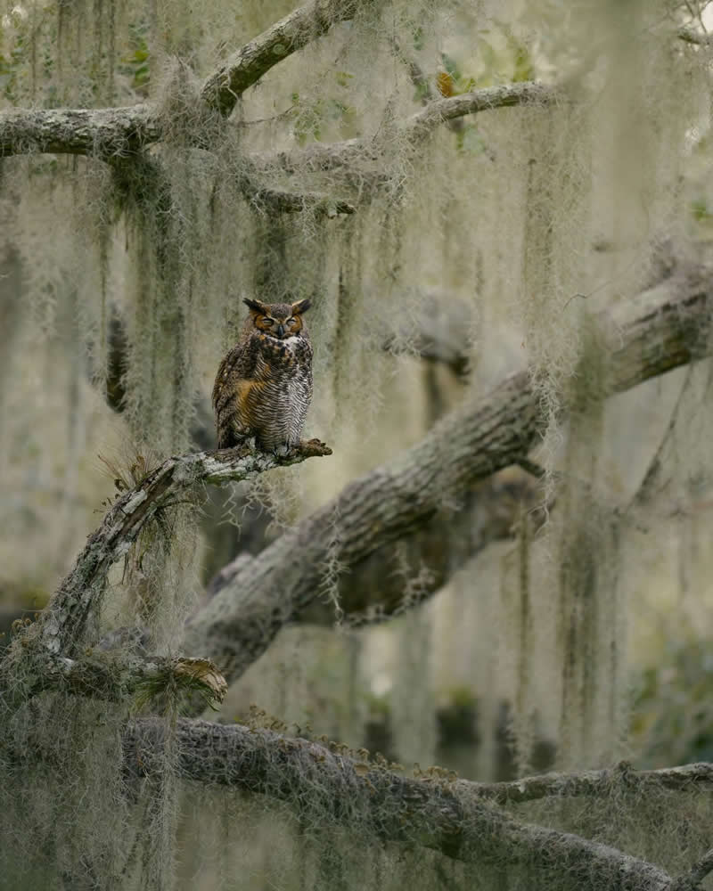 Veiled in Moss by Russell McBurnie, United States - Bird Photographer of the Year Winners