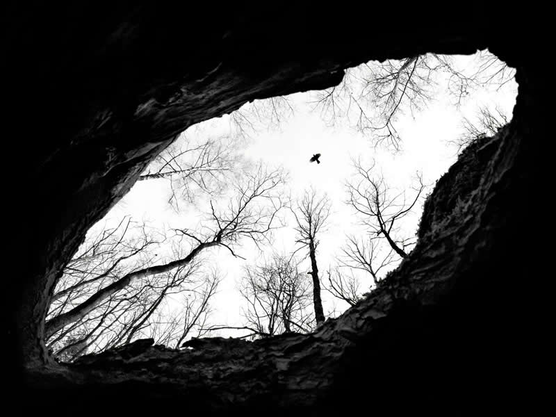 Forest Story by Tibor Litauszki, Hungary - Bird Photographer of the Year Winners