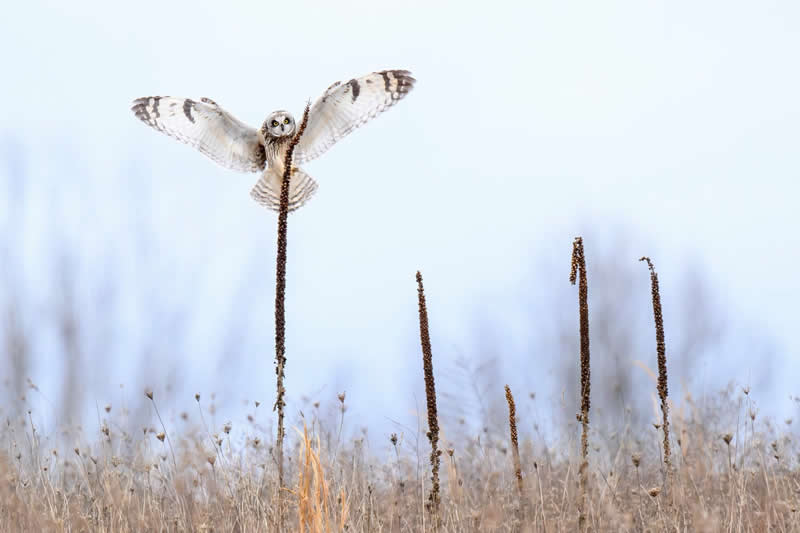 Angel of the Grasslands by Rebecca DePorte, United States - Bird Photographer of the Year Winners