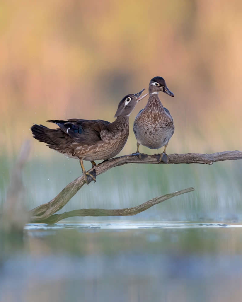 Gossip by Aaron Todd, Canada - Bird Photographer of the Year Winners