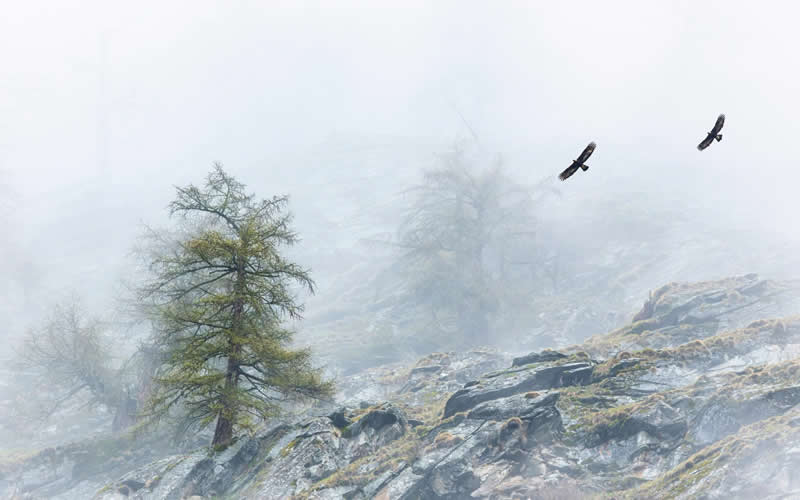Time for Hunting by Francesco Guffanti, Italy - Bird Photographer of the Year Winners