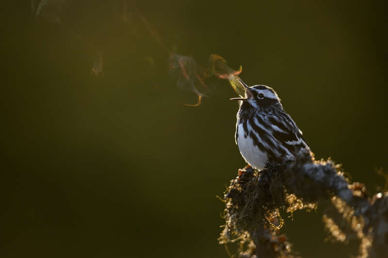 Rainbow Breath by Brad James, Canada - Bird Photographer of the Year Winners