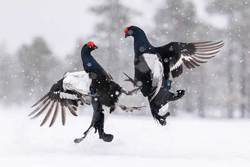 Spring Blizzard by Daniel Nordgren, Sweden - Bird Photographer of the Year Winners
