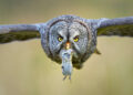 Bird Photographer of the Year Winners