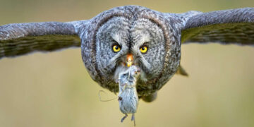 Bird Photographer of the Year Winners