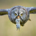 From Patience to Perfect Timing: The Stories Behind Award-Winning Bird Photos 77 Bird Photographer of the Year Winners