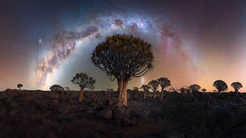 Nightscapes - Third Place: Forest of Stars by Marcin Zajac - 2026 Capture the Dark photography contest Winners