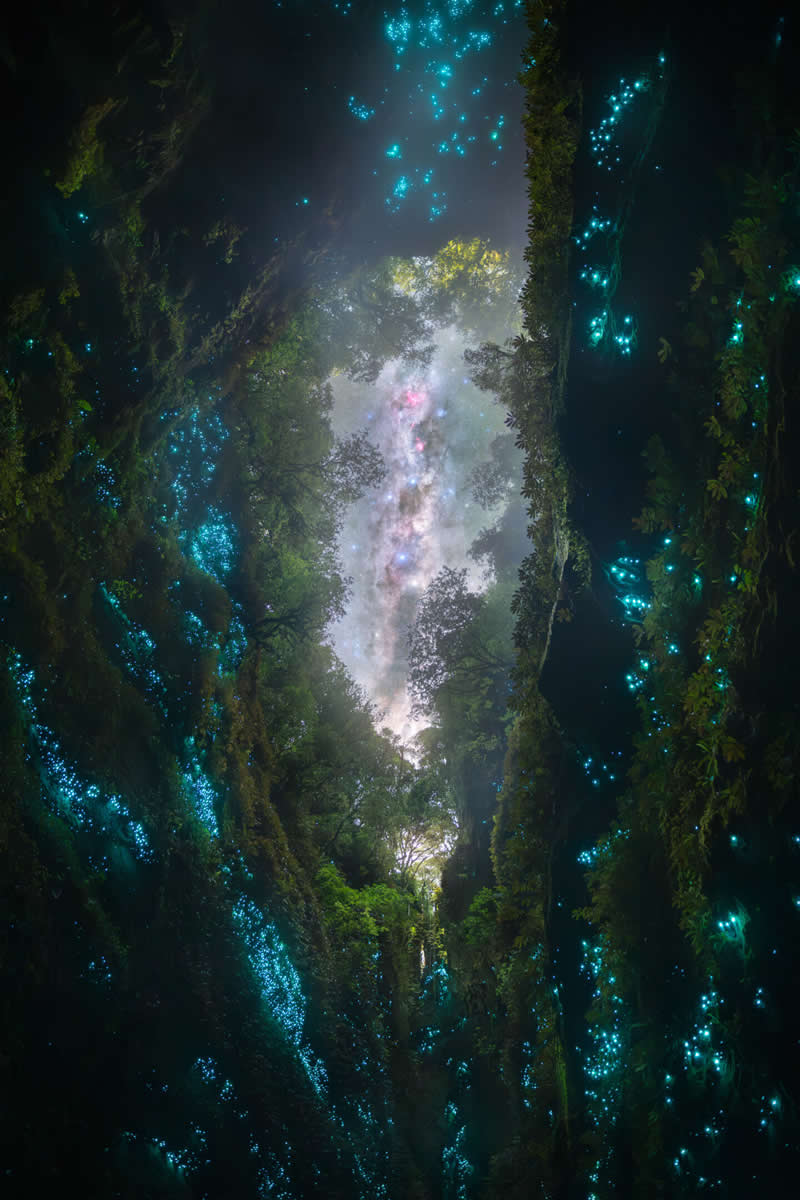 Creatures of the Night - First Place: The Chasm by Tom Rae - 2026 Capture the Dark photography contest Winners
