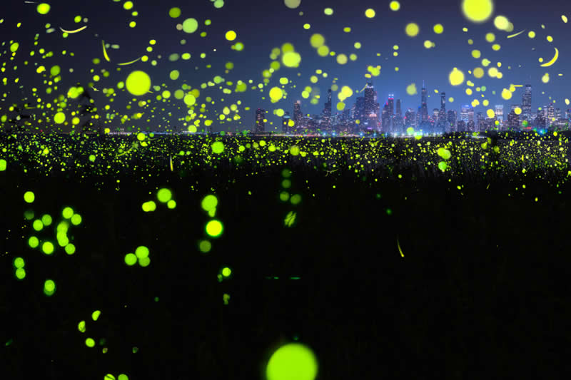 Creatures of the Night - Second Place: Chicago Lights by Gerri Whitley - 2026 Capture the Dark photography contest Winners