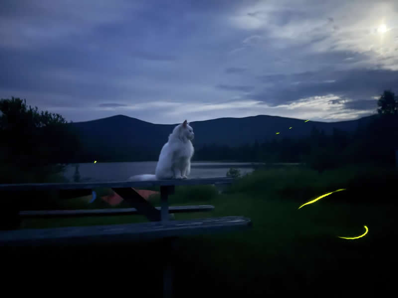 Young Astrophotographers - Third Place: Midsummer Night Cat and Fireflies by Avis Kennedy-Stirling - 2026 Capture the Dark photography contest Winners