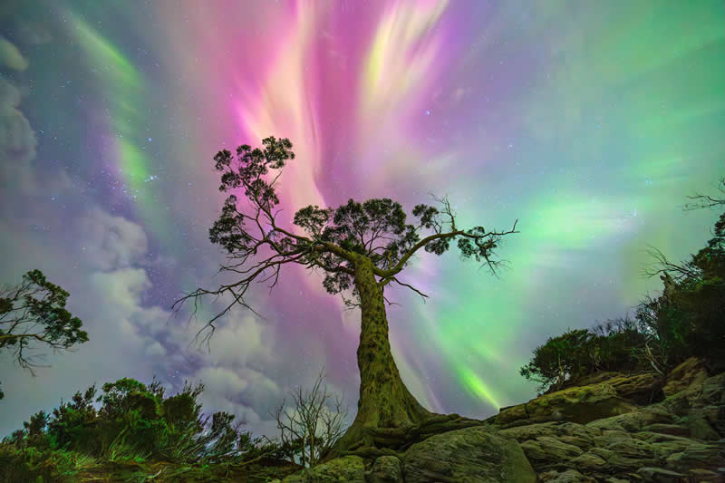 Nightscapes (International): The Wishing Tree by Luke Rasmussen - Central West Astronomical Society David Malin Awards