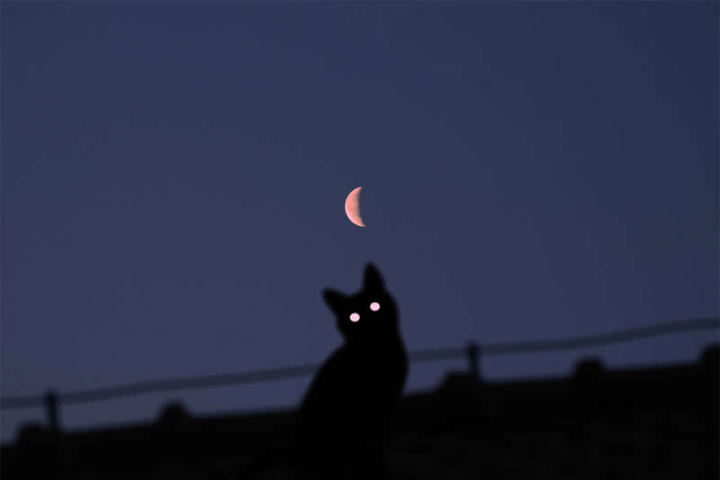 Silhouette of a cat sitting on a rooftop at dusk, with glowing pink eyes and a small crescent moon suspended above against a deep blue sky.