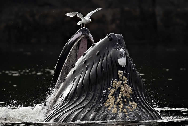 Photographer of the Year - Nature Photography - Wildlife: Edge of the Feast by Michelle Valberg, Canada - European Photographer of the Year 2026 Winners