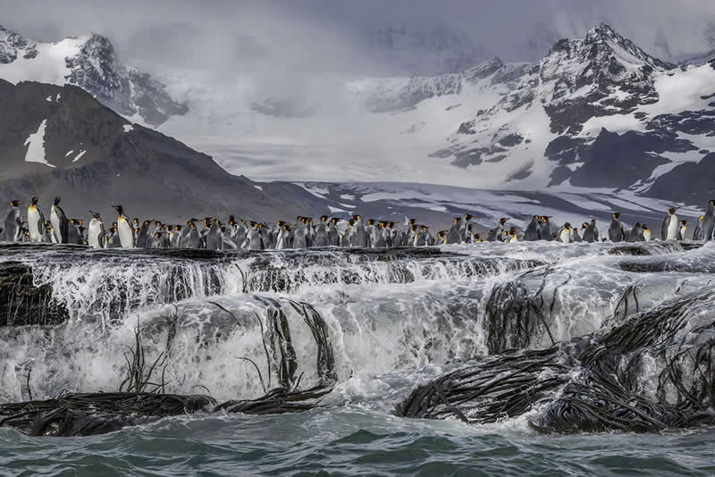 Nature Photography - Wildlife: Standing Tall by Michelle Valberg, Canada - European Photographer of the Year 2026 Winners