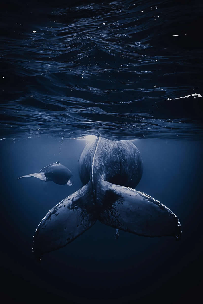 Nature Photography - Underwater: A Mother's Wake by GoNagai, Japan - European Photographer of the Year 2026 Winners