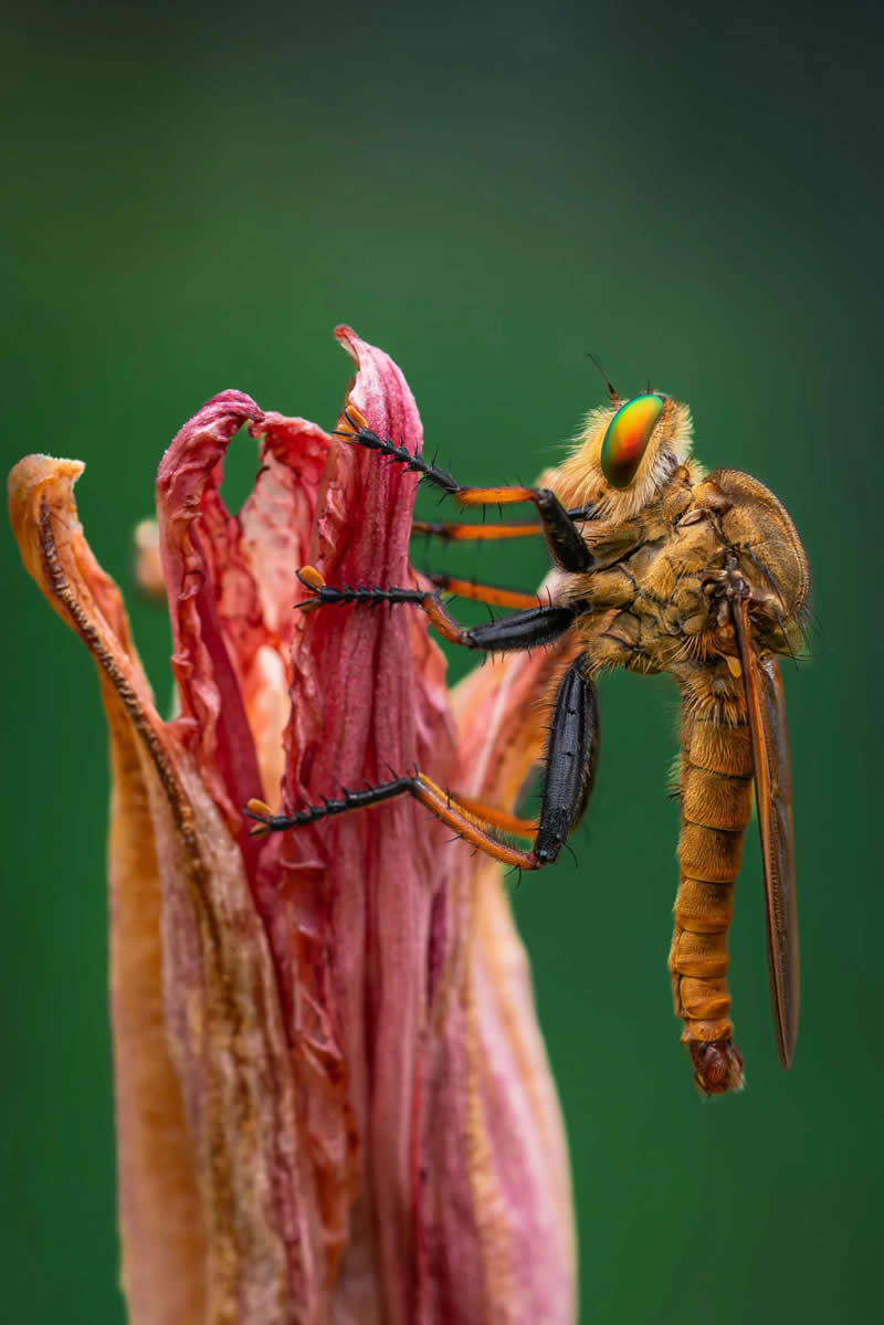 Nature Photography - Macro: Brings quiet beauty by Ryuta Suzuki, Japan - European Photographer of the Year 2026 Winners
