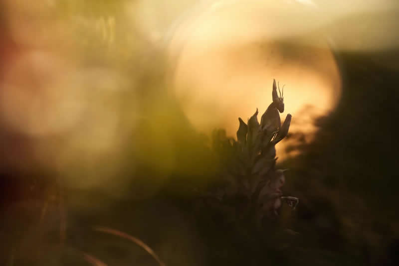 Nature Photography - Macro: Glorious sunset by Panagiotis Dalagiorgos, Greece - European Photographer of the Year 2026 Winners
