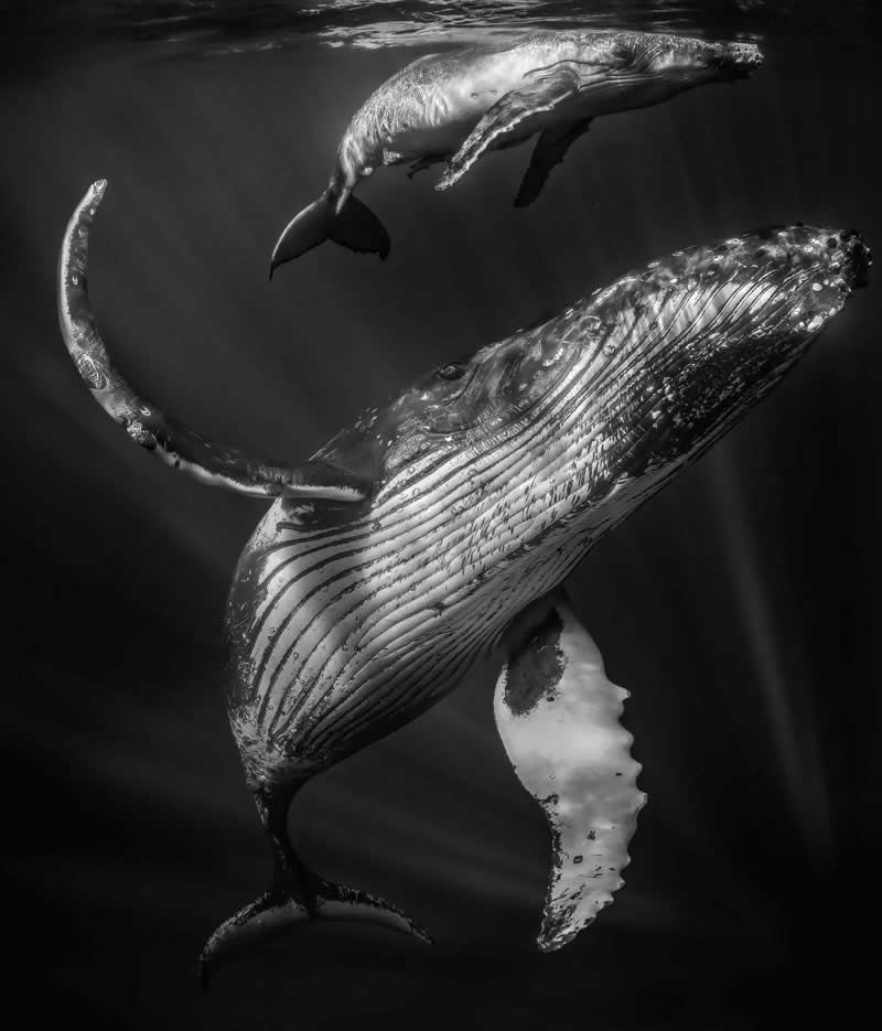 Black & White Photography - Wildlife: Madonna of the Blue by Rintaro Ukon by Japan - European Photographer of the Year 2026 Winners