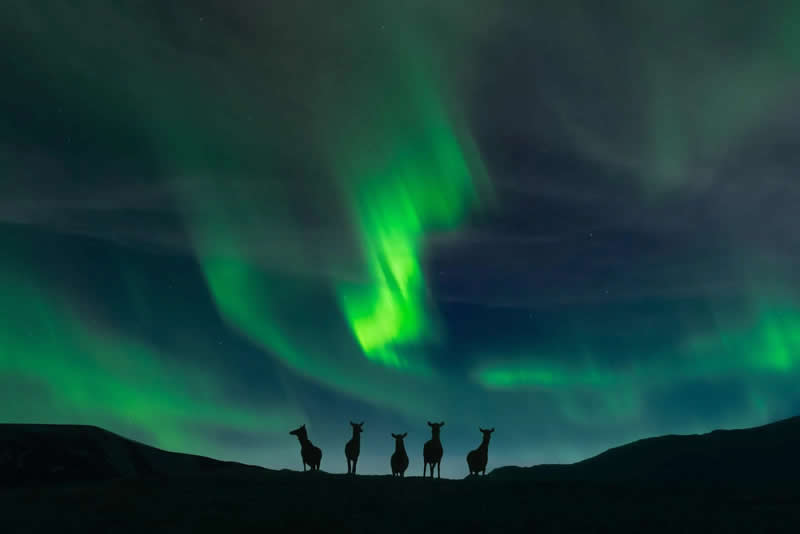 Fine Art Photography - Wildlife: Edge of Night by Jason Marino, Canada - European Photographer of the Year 2026 Winners