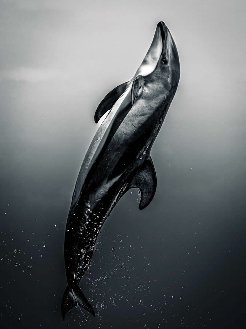 Black & White Photography - Wildlife: The Leap to Freedom by Kamome Sky, Japan - European Photographer of the Year 2026 Winners