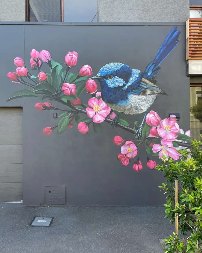 Superb Fairy-wren &mdash; By Geoffrey Carran in Carlton North, Melbourne, Australia