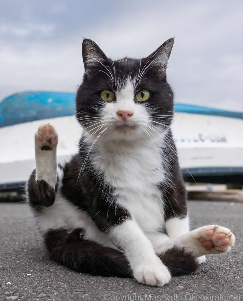 These Street Cats Have Attitude: Delightful Photos by Masayuki Oki 36 Black-and-white tuxedo street cat sitting on pavement with one hind paw raised, staring directly at the camera.