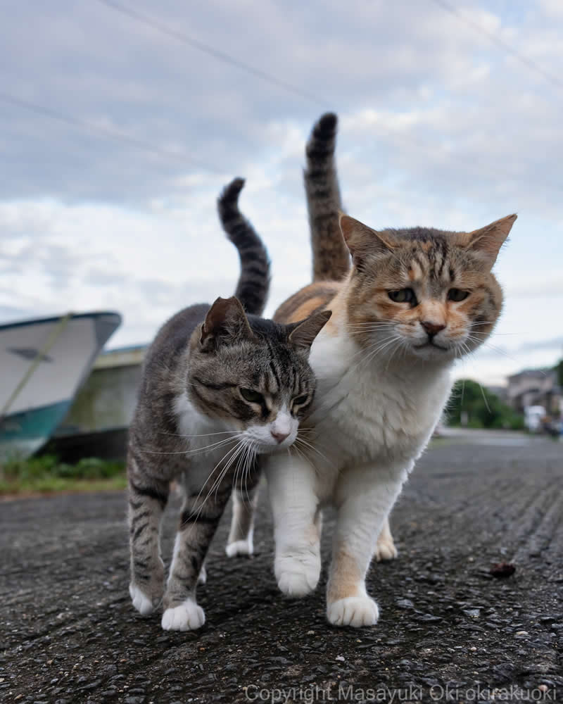 These Street Cats Have Attitude: Delightful Photos by Masayuki Oki 37 Two tabby street cats walking side by side toward the camera on a road, with their tails raised against a cloudy sky.