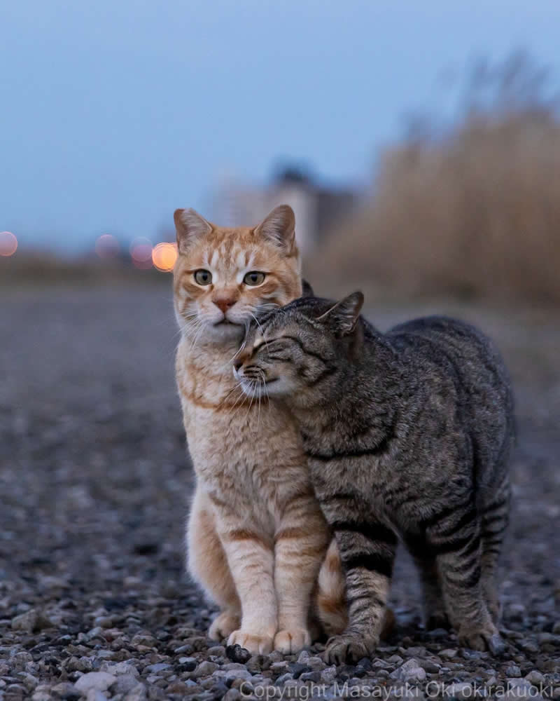 These Street Cats Have Attitude: Delightful Photos by Masayuki Oki 38 Two street cats standing close together on a gravel road, with one orange tabby leaning affectionately against a gray tabby at dusk.