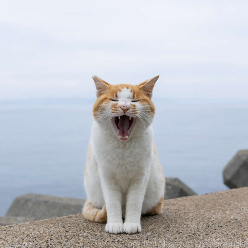 These Street Cats Have Attitude: Delightful Photos by Masayuki Oki 39 Orange-and-white street cat sitting on a seaside concrete wall with its mouth wide open, appearing to yawn or meow dramatically.