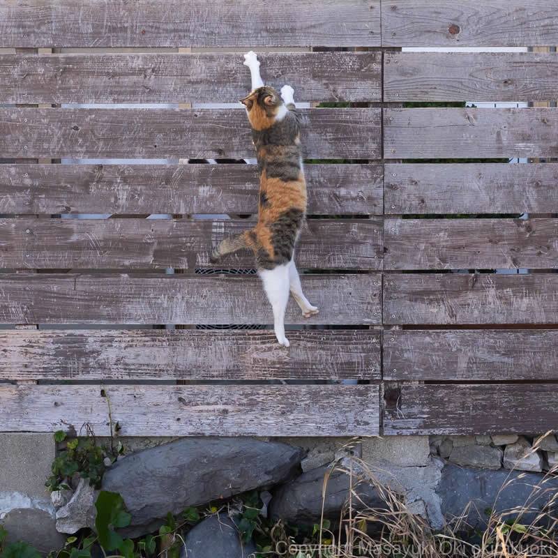 These Street Cats Have Attitude: Delightful Photos by Masayuki Oki 40 Calico street cat climbing a weathered wooden fence, stretching upward with its front paws while its hind legs dangle below.