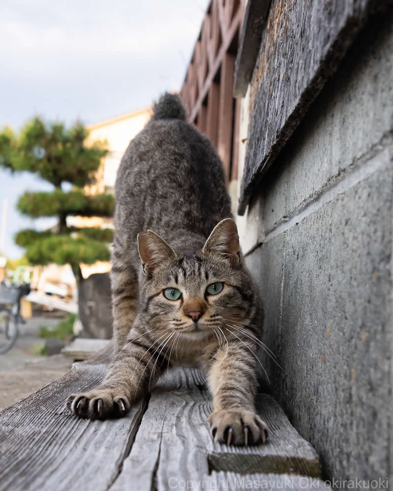 These Street Cats Have Attitude: Delightful Photos by Masayuki Oki 41 Tabby street cat stretching on a narrow wooden ledge beside a wall, looking directly at the camera with bright green eyes.