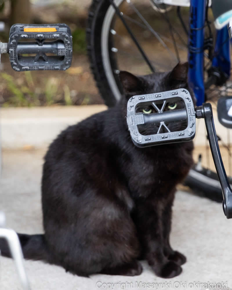 These Street Cats Have Attitude: Delightful Photos by Masayuki Oki 42 Black street cat sitting beside a bicycle, with a large bicycle pedal positioned directly across its face.