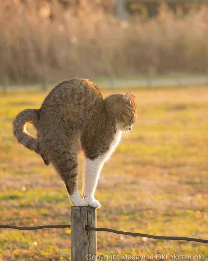 These Street Cats Have Attitude: Delightful Photos by Masayuki Oki 43 Tabby and white street cat balancing on a wooden fence post in a sunlit field, with its tail curled upward.