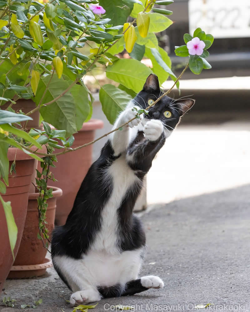 These Street Cats Have Attitude: Delightful Photos by Masayuki Oki 44 Black-and-white tuxedo street cat standing beside potted plants, holding a flowering branch with both paws and staring curiously at the camera.