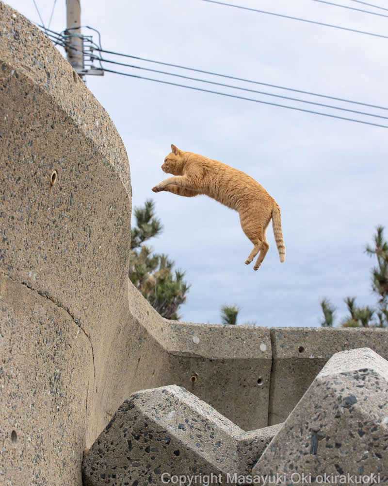 These Street Cats Have Attitude: Delightful Photos by Masayuki Oki 45 Orange street cat caught midair while leaping toward a concrete seawall, with its front paws extended and hind legs trailing behind.