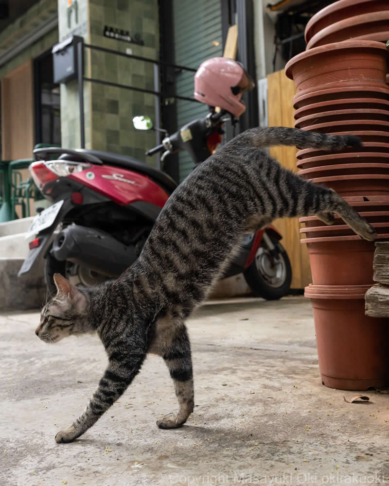 These Street Cats Have Attitude: Delightful Photos by Masayuki Oki 46 Tabby street cat walking beside stacked flower pots and a parked scooter, with its body stretched dramatically sideways as it moves forward.