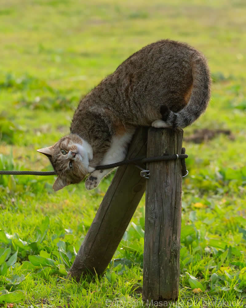 These Street Cats Have Attitude: Delightful Photos by Masayuki Oki 47 Tabby and white street cat hanging upside down from a wooden fence post and wire in a grassy field.