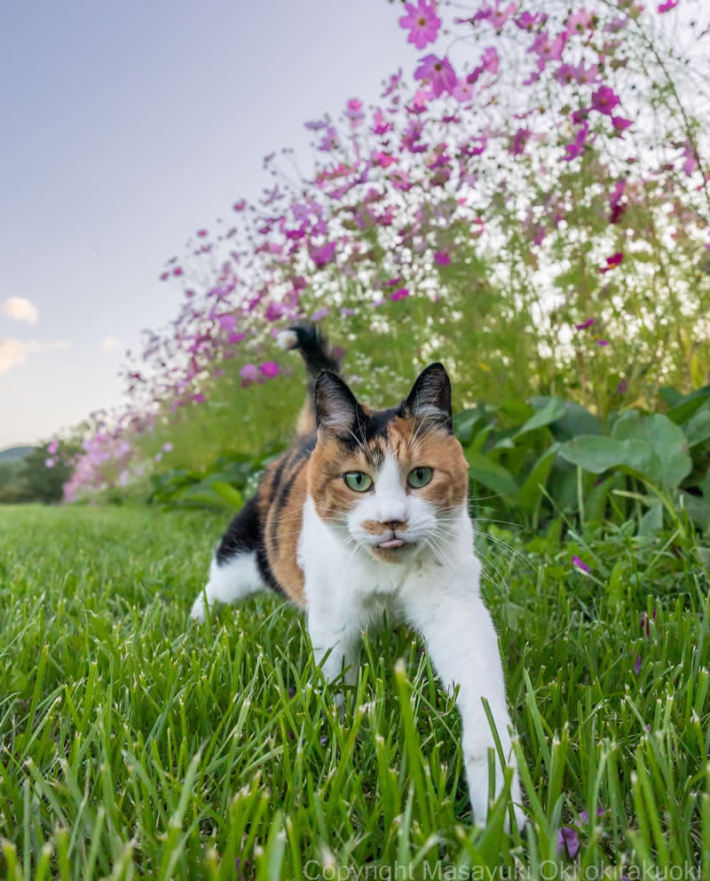 These Street Cats Have Attitude: Delightful Photos by Masayuki Oki 48 Calico street cat walking through green grass beneath blooming pink flowers, with one front paw extended and its tongue slightly sticking out.