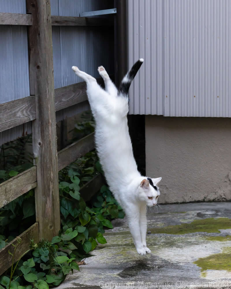 These Street Cats Have Attitude: Delightful Photos by Masayuki Oki 49 White and black street cat dangling upside down from a wooden fence rail, with its hind legs raised and front paws reaching toward the ground.