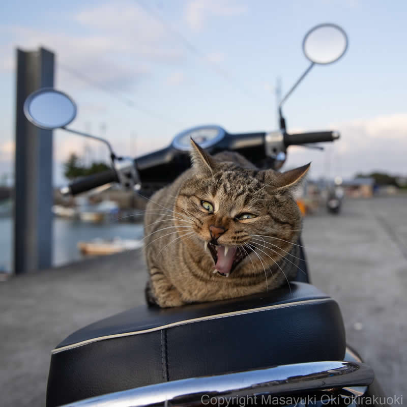 These Street Cats Have Attitude: Delightful Photos by Masayuki Oki 50 Tabby street cat sitting on the seat of a parked scooter, baring its teeth and looking grumpy at the camera.
