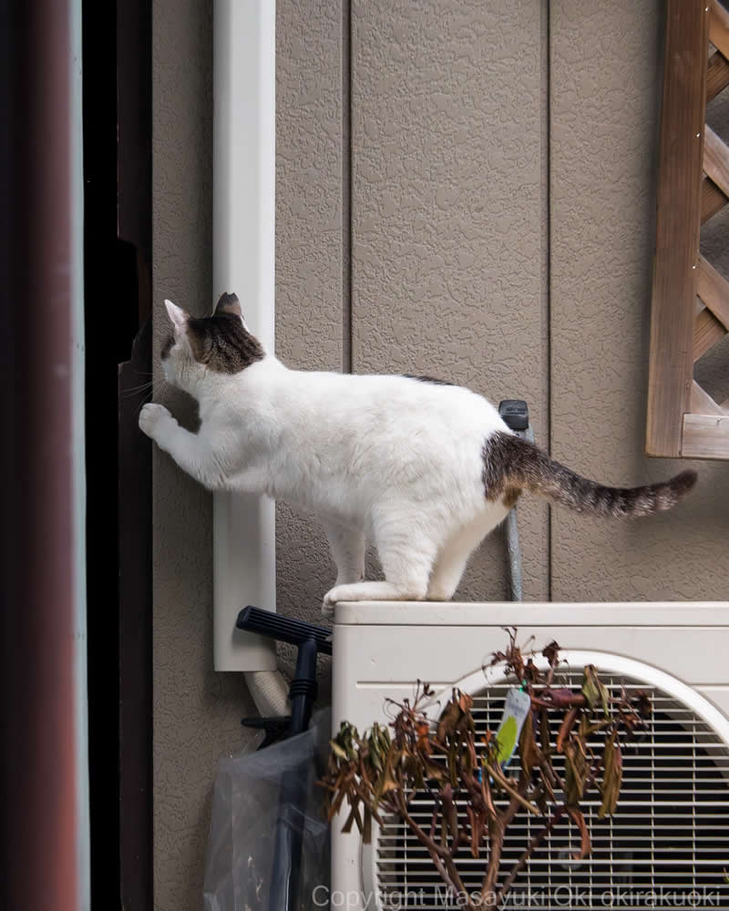 These Street Cats Have Attitude: Delightful Photos by Masayuki Oki 51 White and tabby street cat balancing on an outdoor air-conditioning unit while reaching toward a doorway beside a house wall.