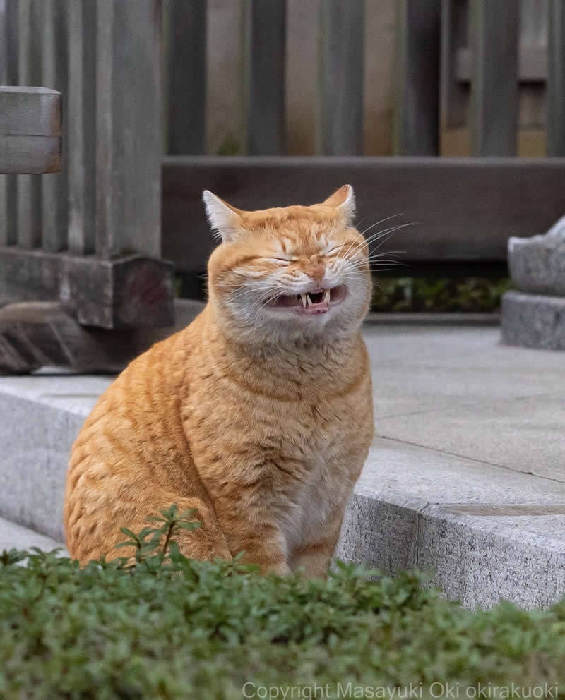 These Street Cats Have Attitude: Delightful Photos by Masayuki Oki 52 Chunky orange tabby cat sitting outdoors on concrete steps, eyes closed and mouth slightly open with small teeth visible.
