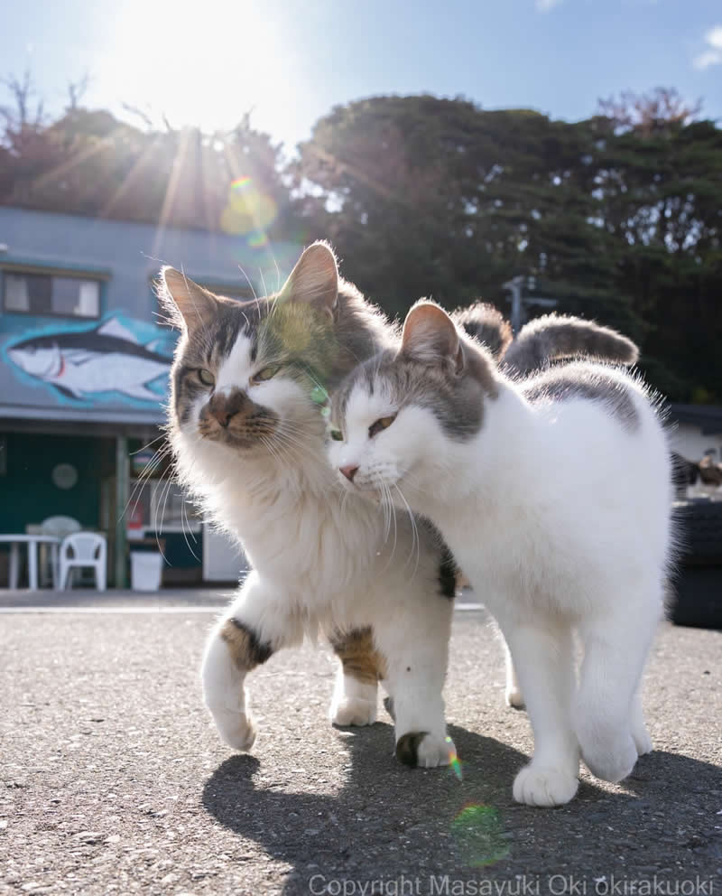 These Street Cats Have Attitude: Delightful Photos by Masayuki Oki 53 Two street cats walking side by side on a paved street in bright sunlight, with one cat leaning closely against the other.