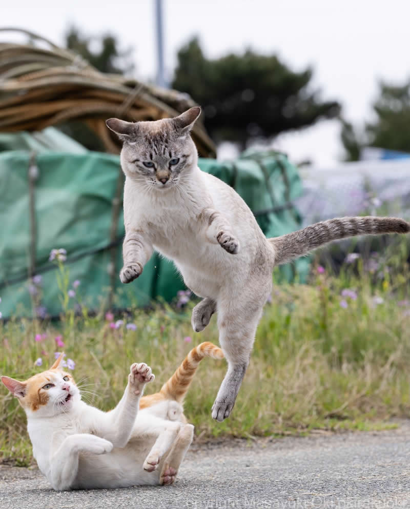 These Street Cats Have Attitude: Delightful Photos by Masayuki Oki 54 Two street cats playfully tussling in a grassy area, with one cat jumping over another that lies on its back with paws raised.
