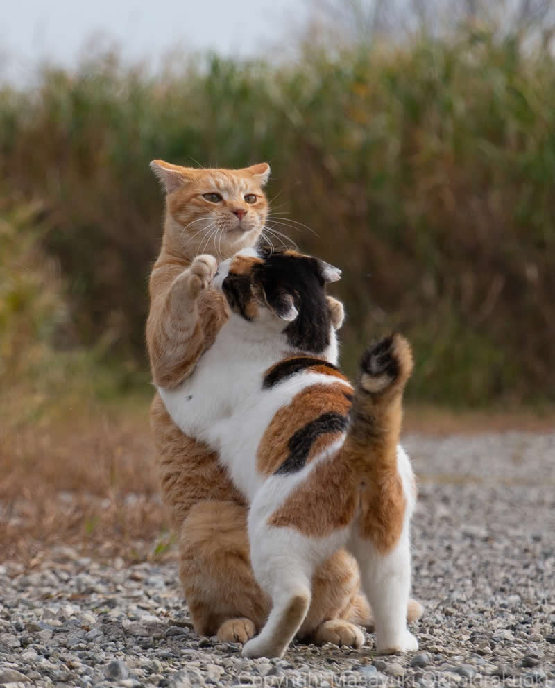 These Street Cats Have Attitude: Delightful Photos by Masayuki Oki 55 Two street cats playfully wrestling on a gravel path, with one orange tabby holding a calico cat upright from behind.