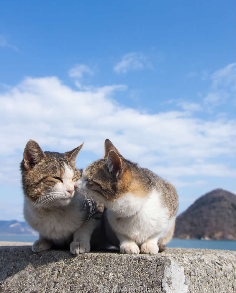 These Street Cats Have Attitude: Delightful Photos by Masayuki Oki 56 Two street cats sitting close together on a seaside wall, with one cat leaning toward the other against a bright blue sky and ocean backdrop.