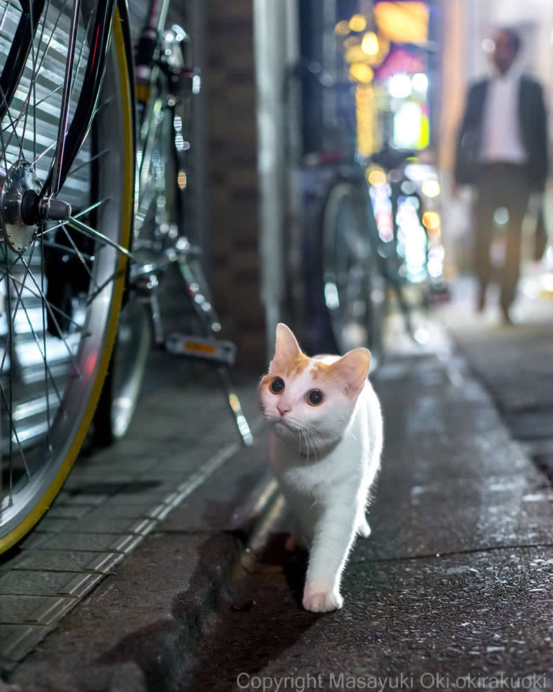 These Street Cats Have Attitude: Delightful Photos by Masayuki Oki 57 White and orange street cat walking along a wet city alley beside parked bicycles, with blurred lights and pedestrians in the background.