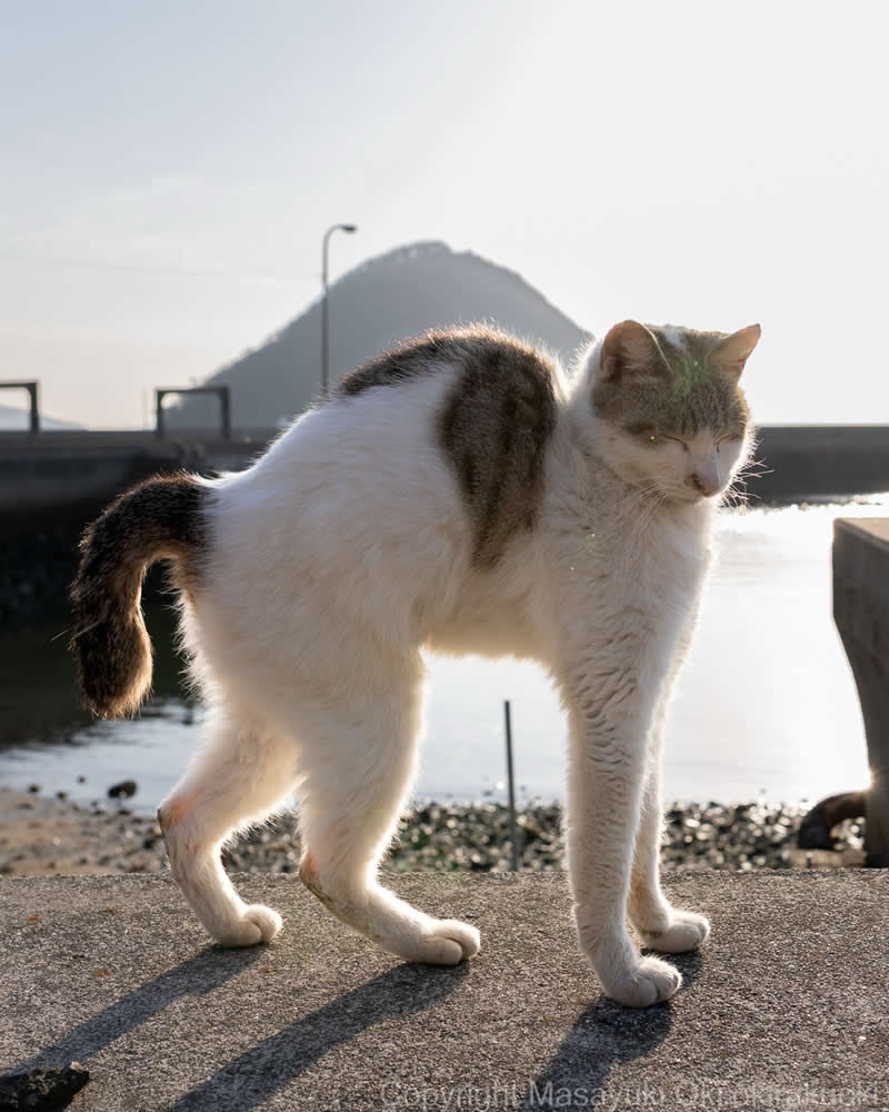 These Street Cats Have Attitude: Delightful Photos by Masayuki Oki 58 White and gray street cat walking along a waterfront in bright sunlight, with a mountain and calm water visible in the background.